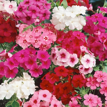 Picture of Phlox - Grandiflora Tall Mixed